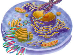 Resultado de imagen para biologia celular